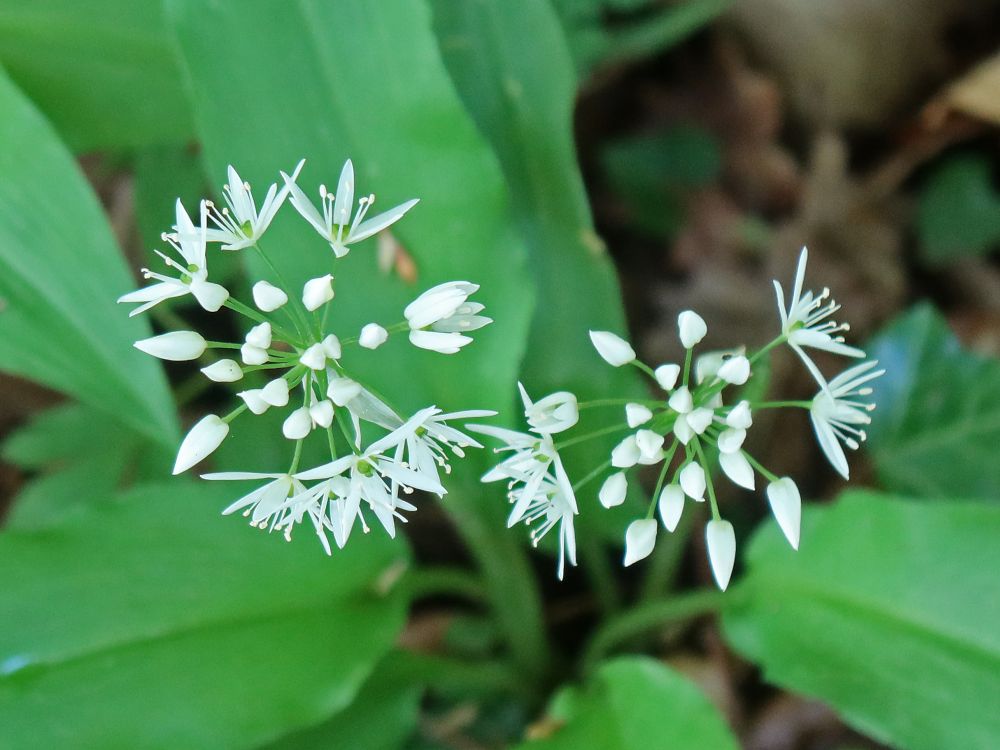 Bärlauchblüten