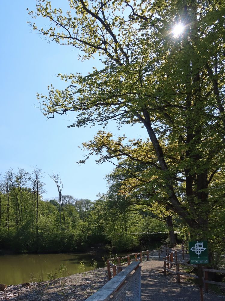 Damm am Eisweiher