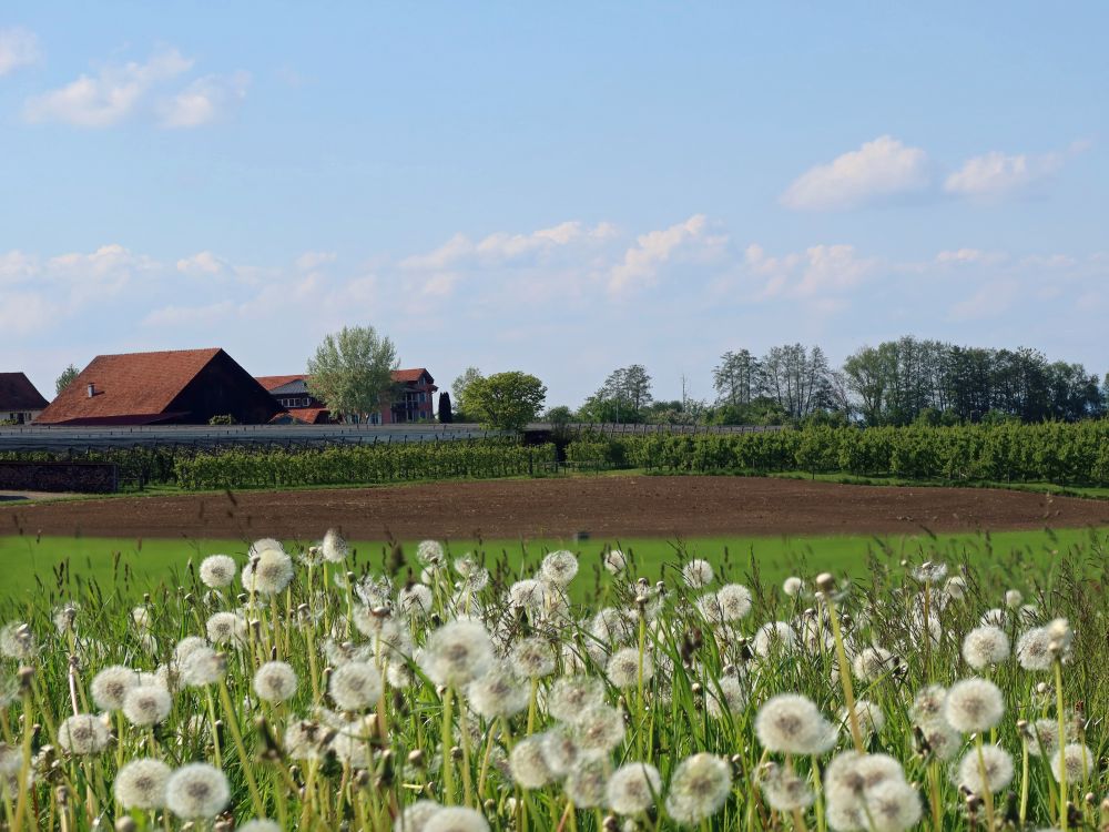 Bauernhof über Pusteblumen