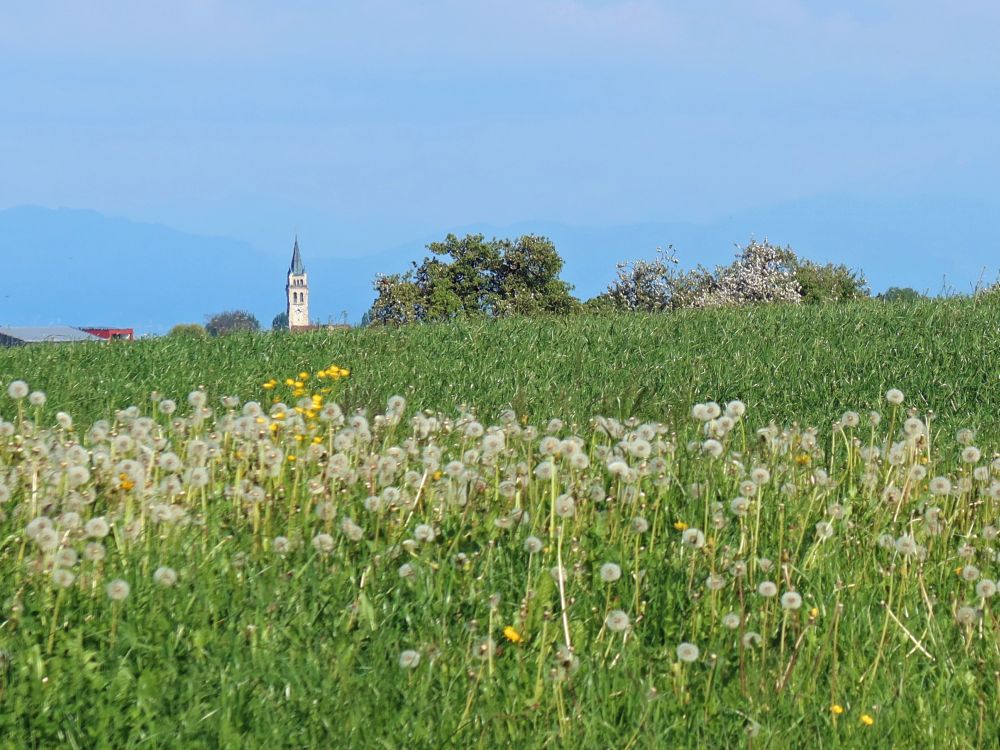 Kirchturm über Pusteblumen