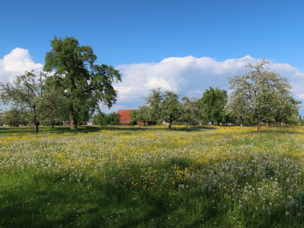 Blumenwiese