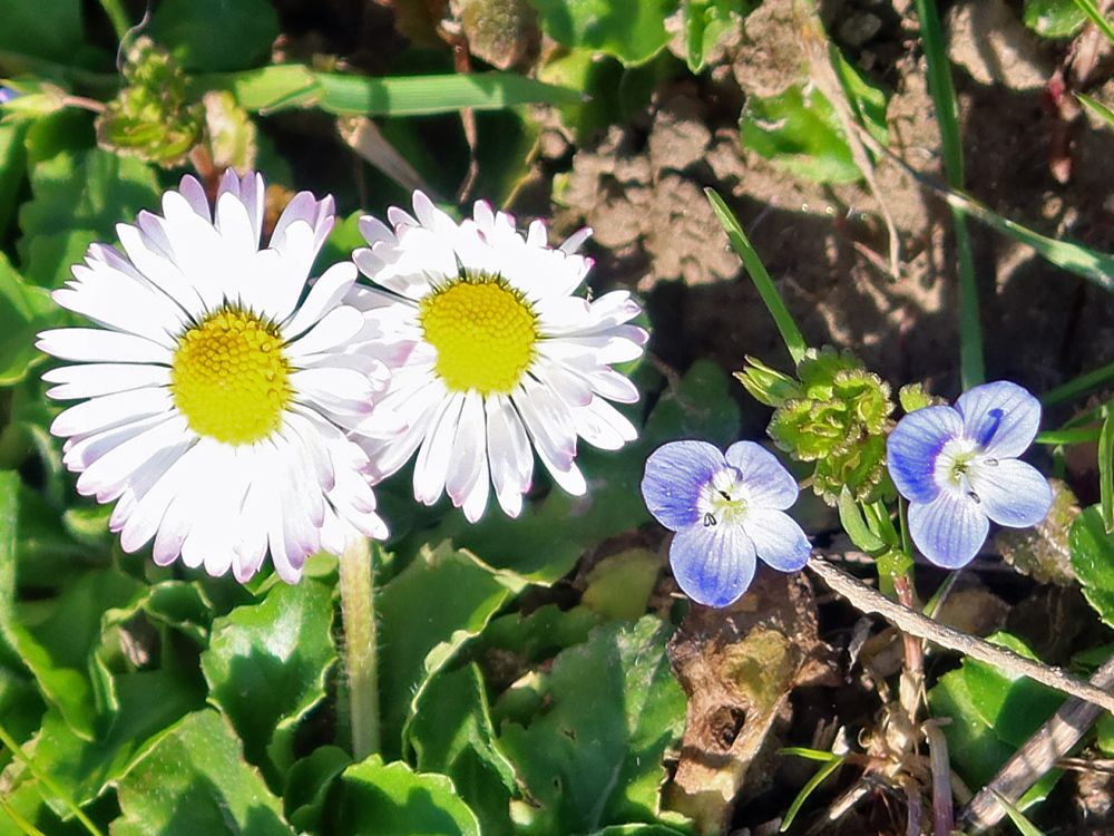 Gänseblümchen und Ehrenpreis