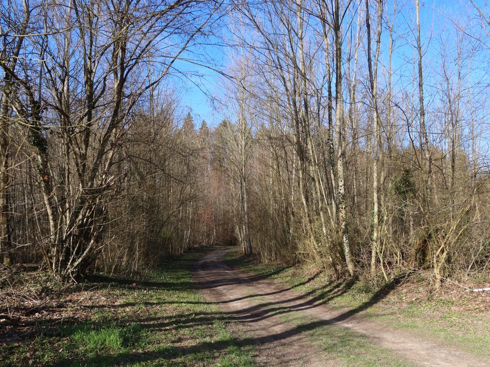 Waldweg