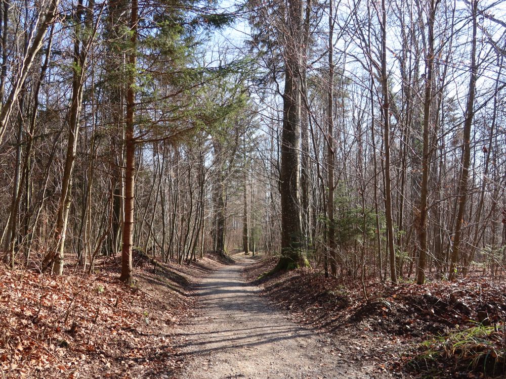 Waldweg
