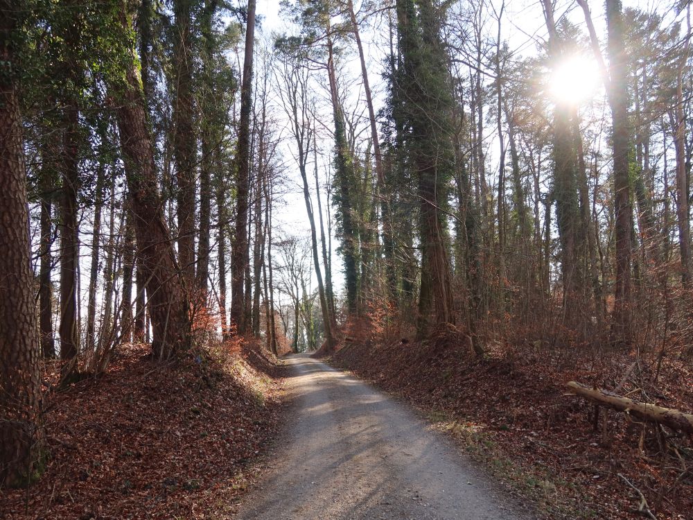 Waldweg mit Gegenlicht