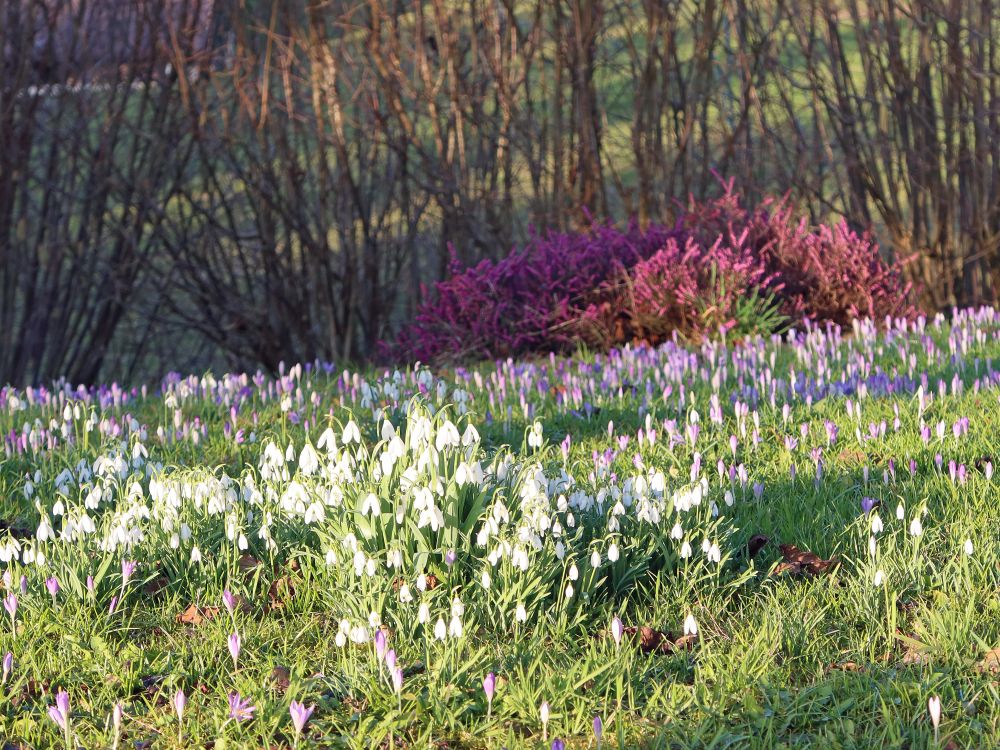 bunte Frühlingsboten