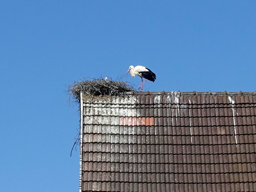 Storch mit Nest