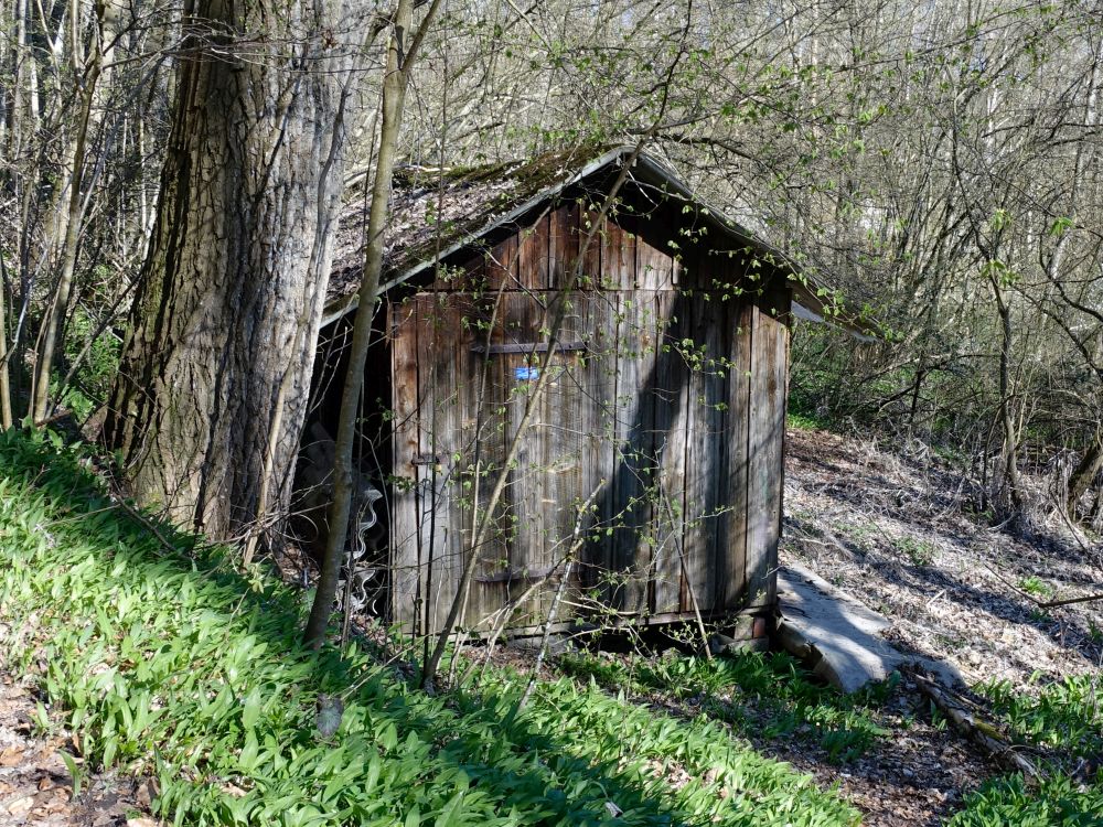 Hütte im Bärlauch