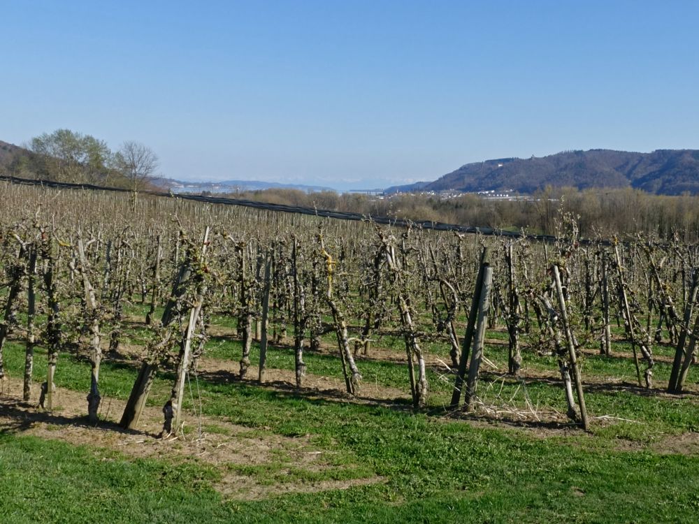 Blick Richtung Überlinger See