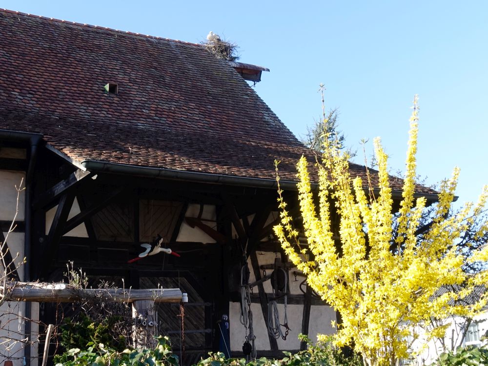 Storch auf und unterm Dach