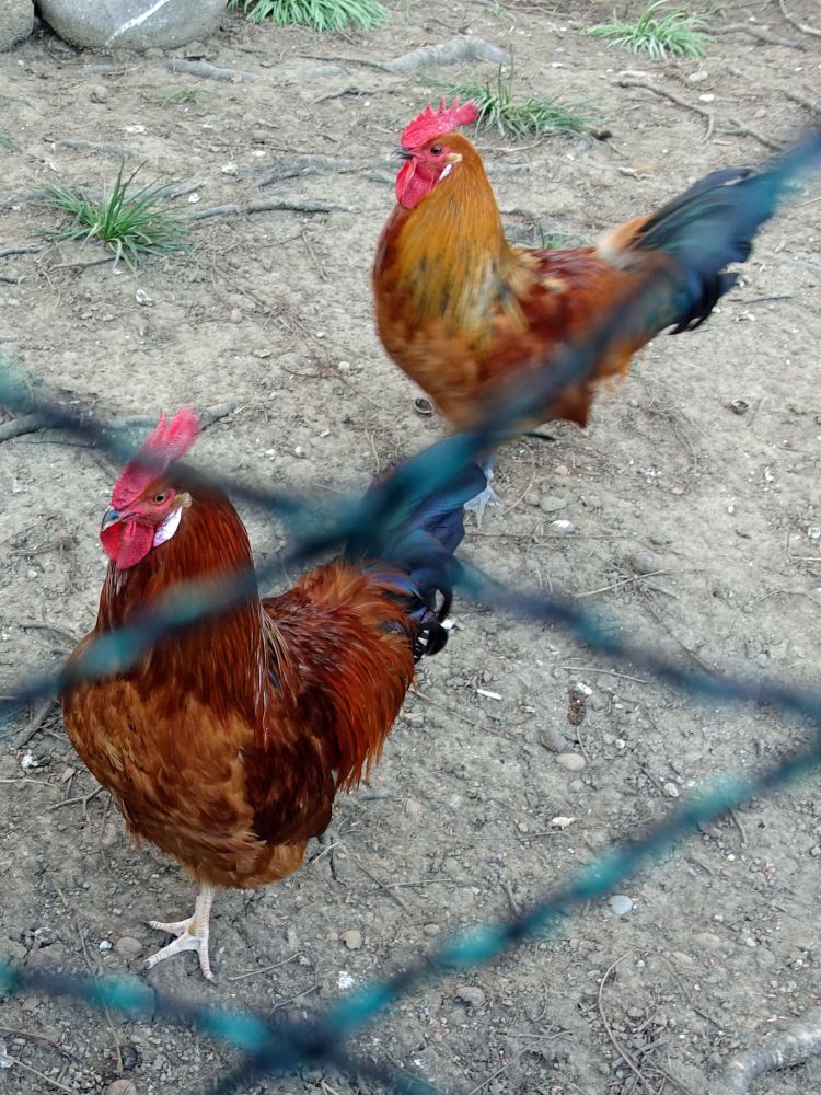 Hühner hinter Gitter