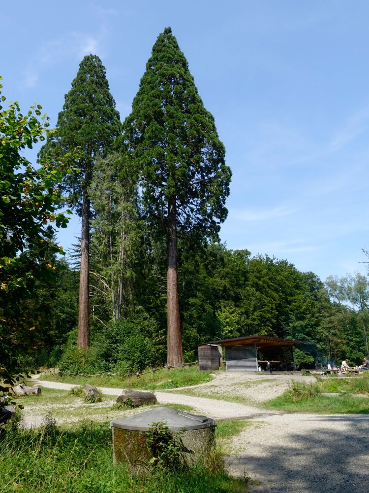 Mamutbäume zwischen den Walcheweihern