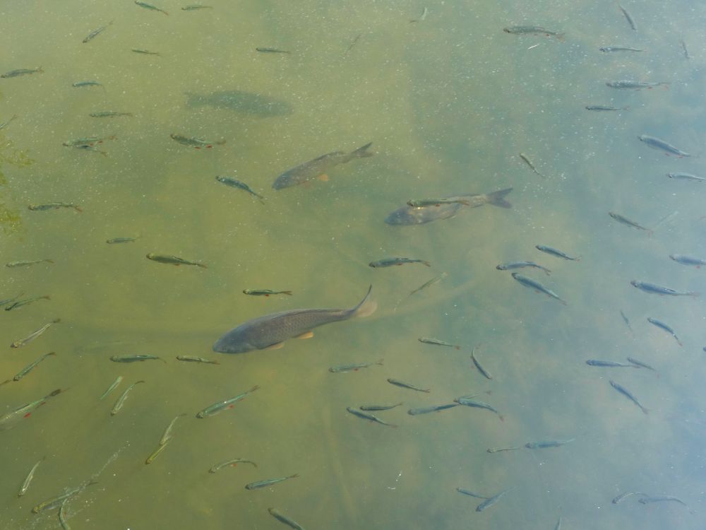 Fische im Walcheweiher