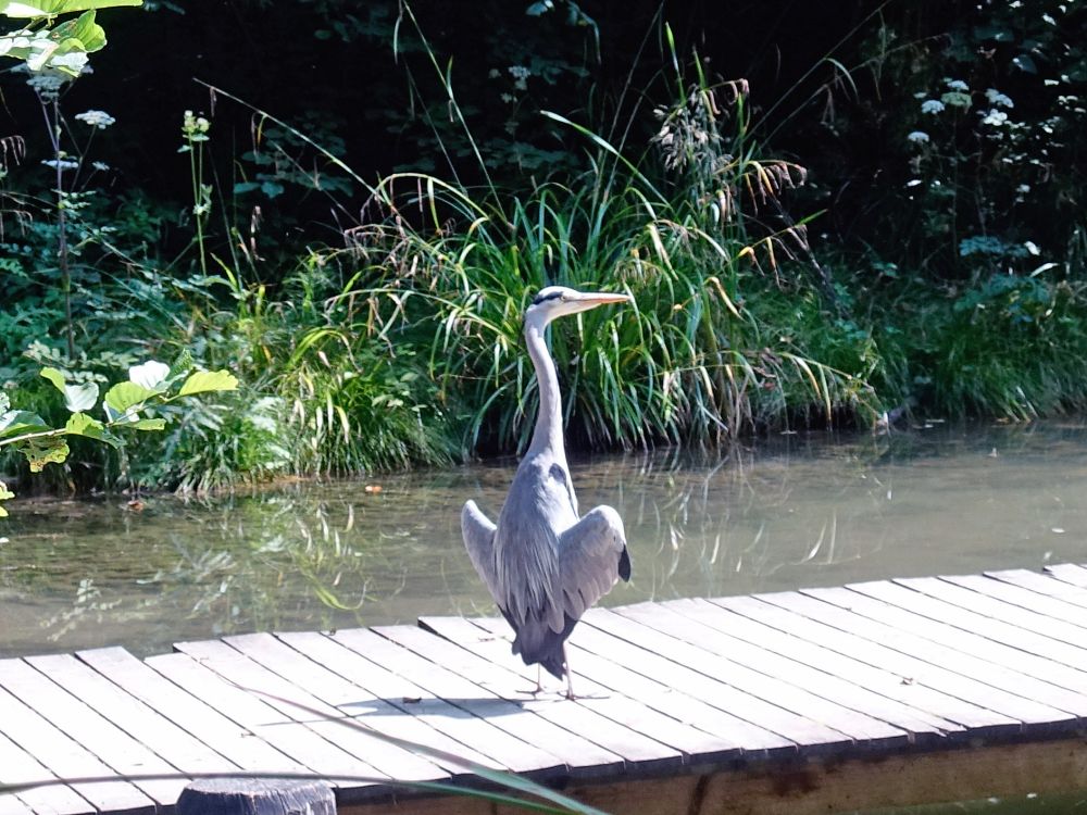 Reiher am Walcheweiher