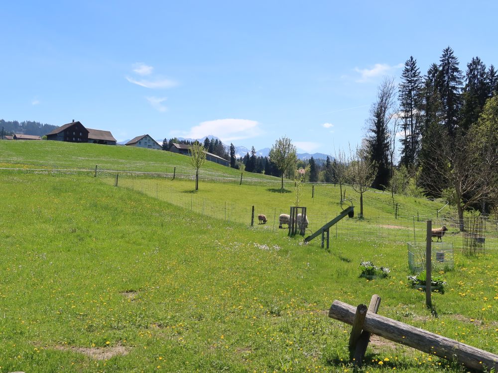 Weide mit Blick zum Säntis
