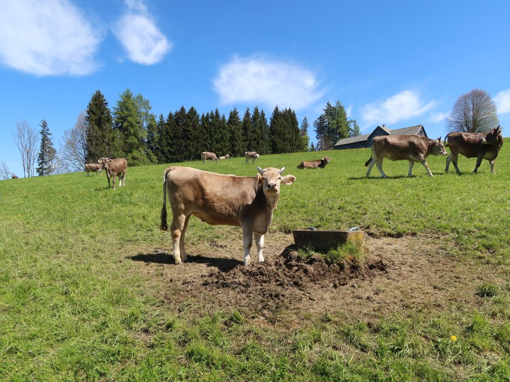 Kuhherde