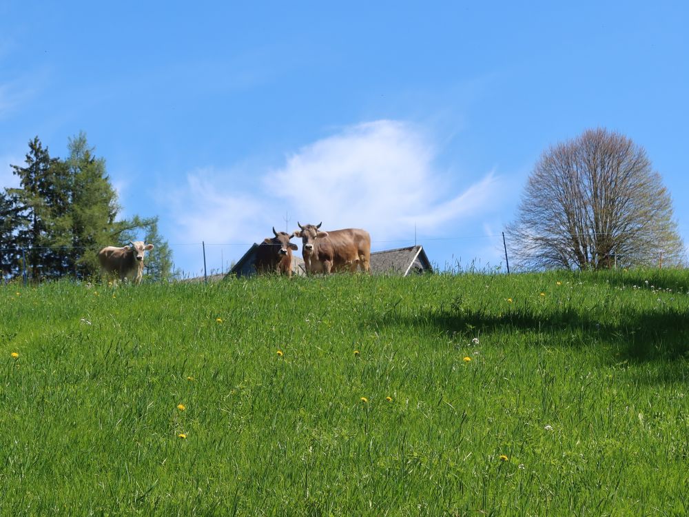 neugierige Kühe