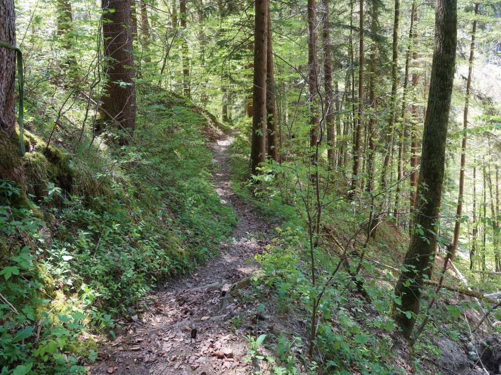 Waldpfad