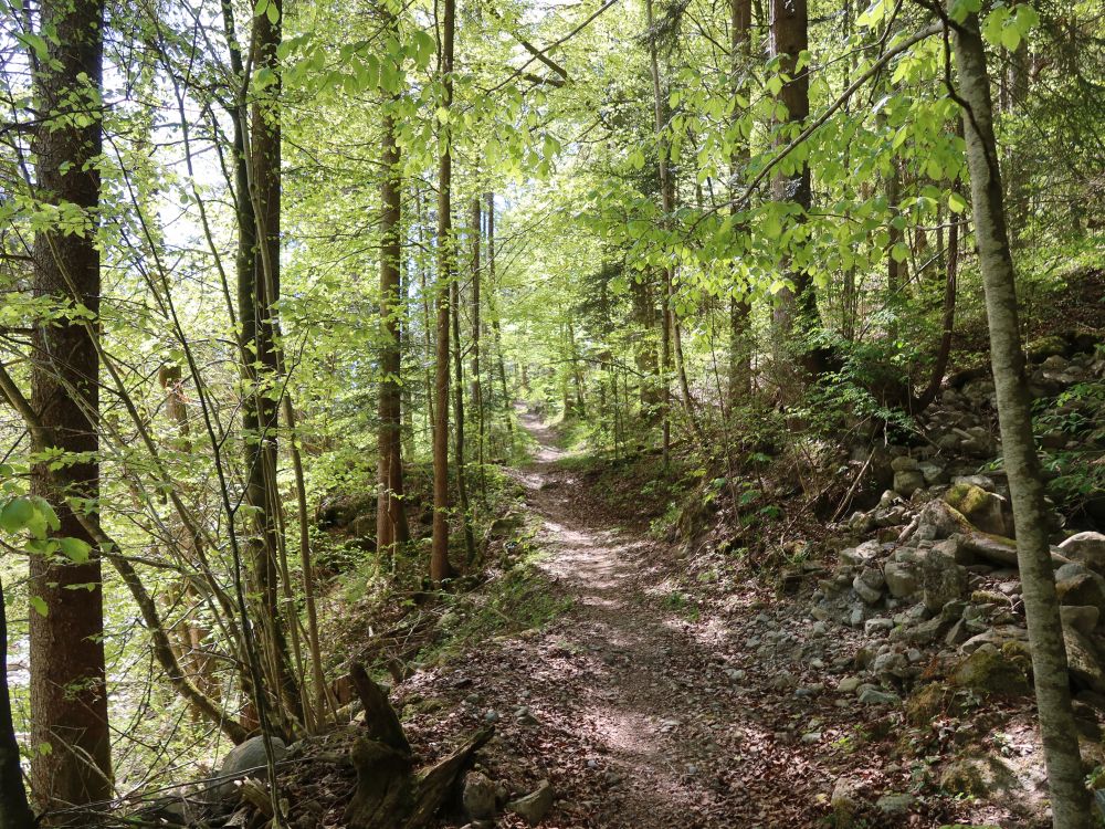 Waldpfad