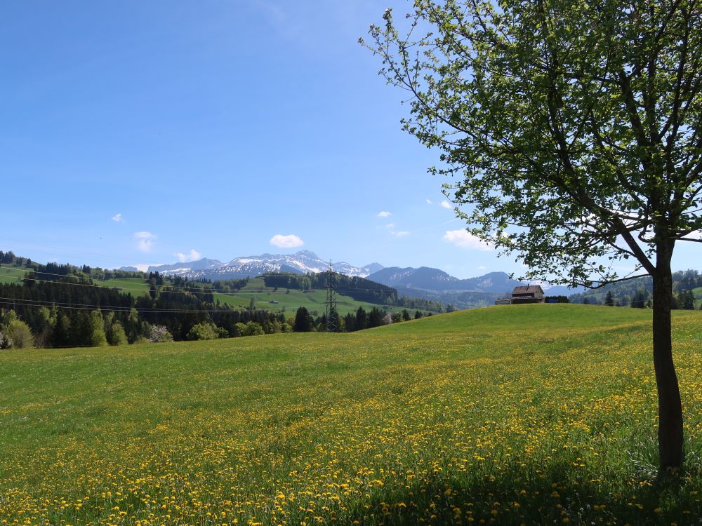 Blick zum Säntis