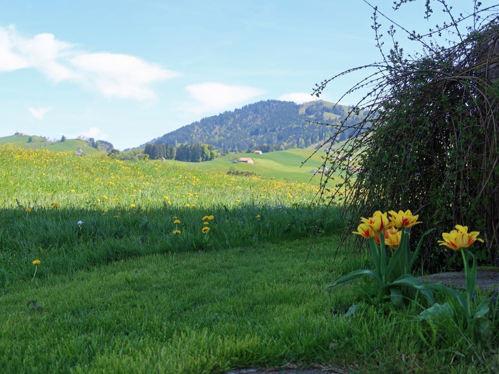 Tulpen und Hundwiler Höhi
