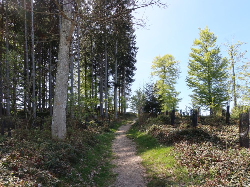 Waldpfad