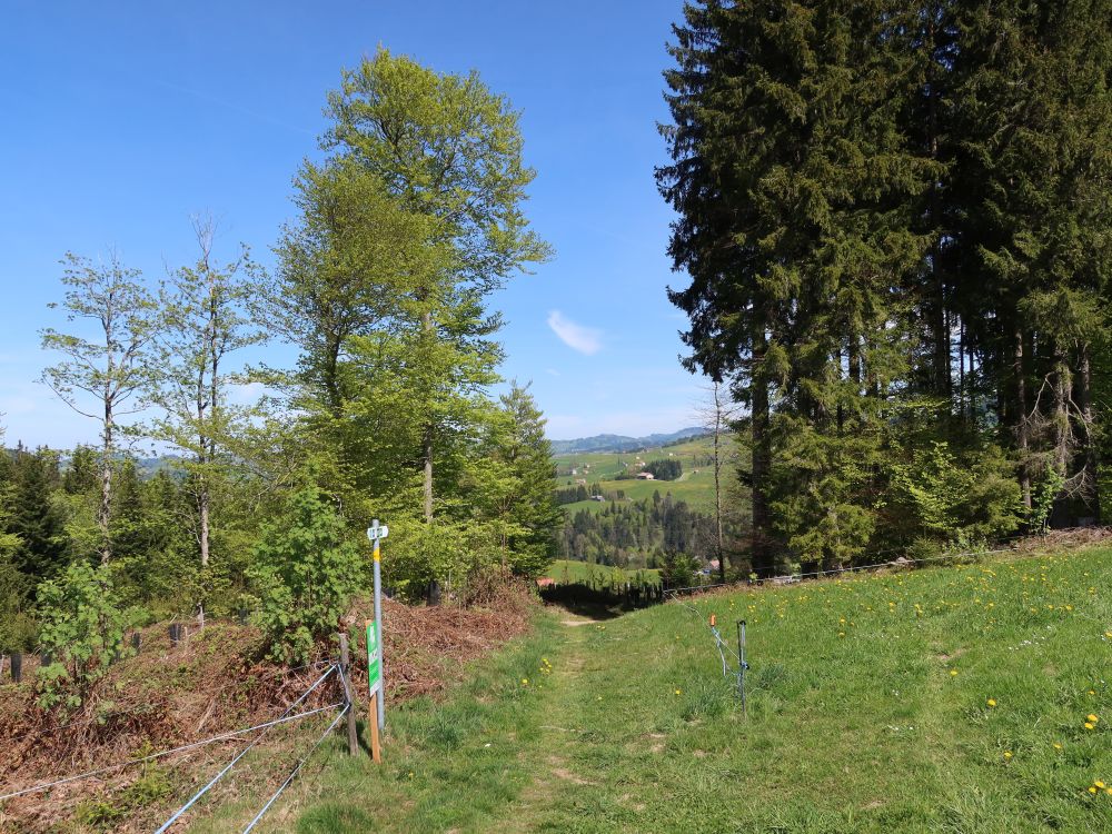 Pfad am Waldrand