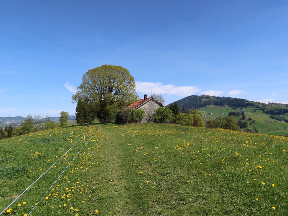Linde mit Hundwiler Höhi