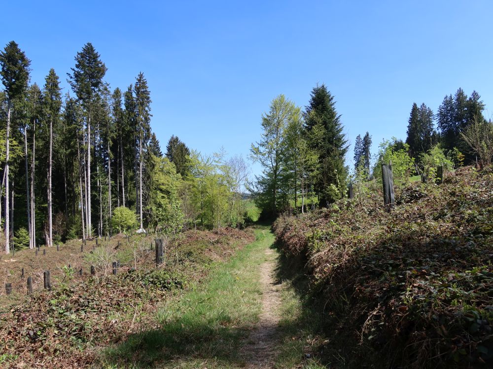 Pfad zwischen Sträuchern