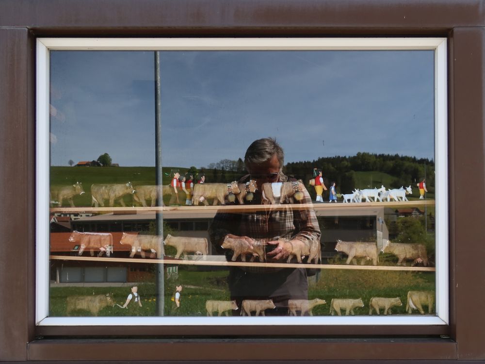 Viehtrieb im Schaufenster