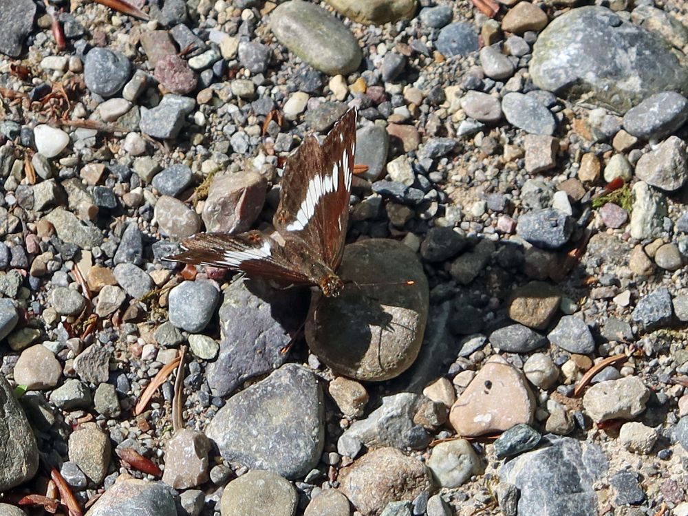 Schmetterling Kleiner Eisvogel