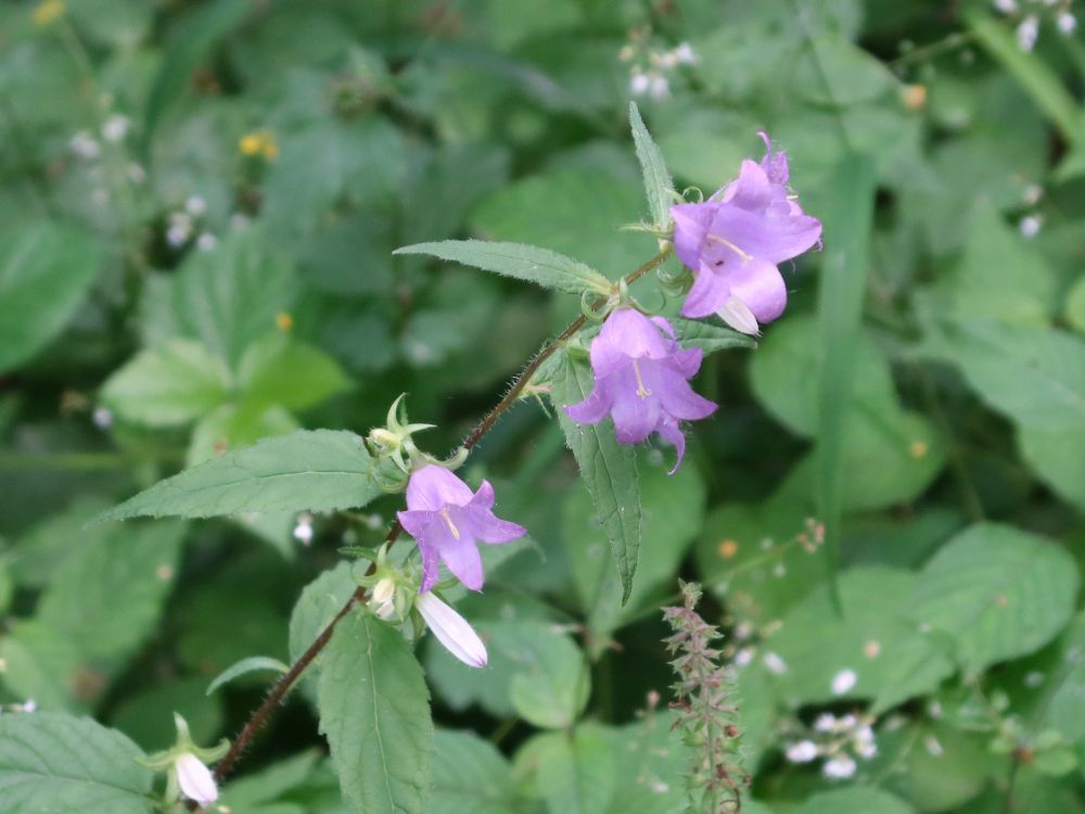 Glockenblume