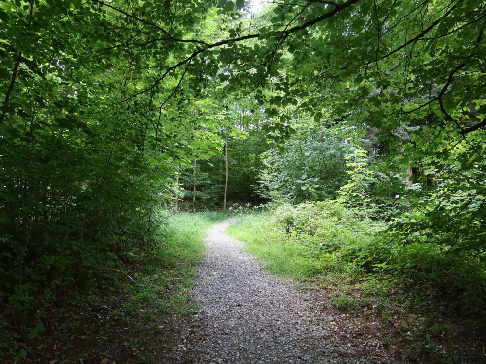 Waldweg