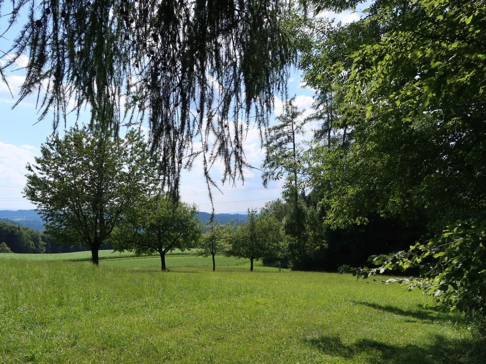 Waldrand bei Rietacher