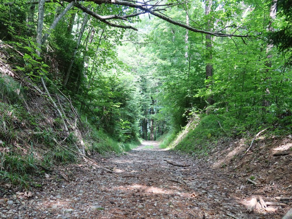 Waldweg unterm Dumenspitz