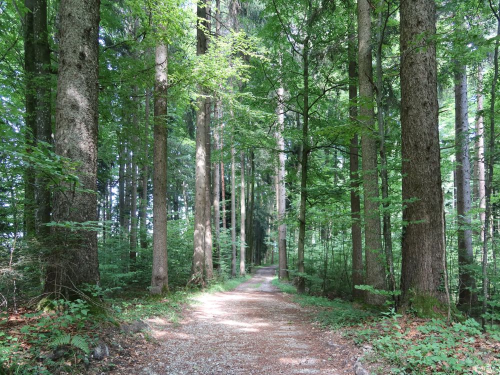 Waldweg unterm Dumenspitz