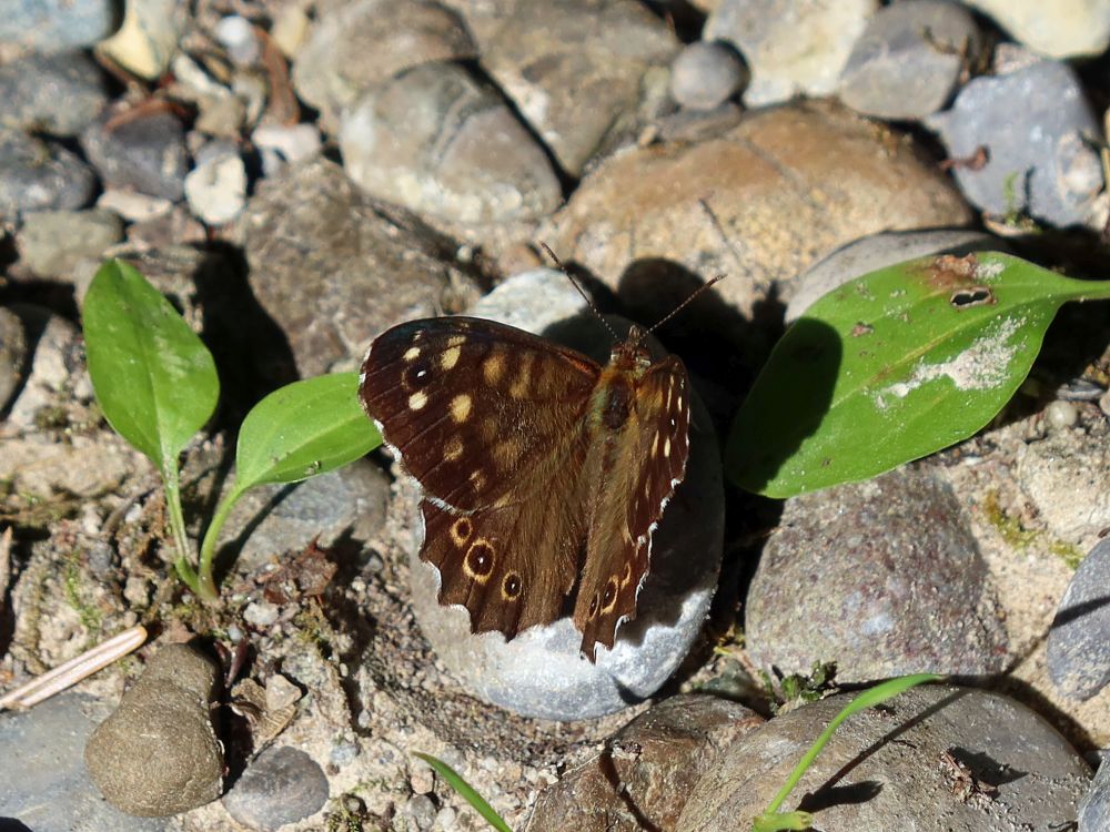 Schmetterling Waldbrettspiel