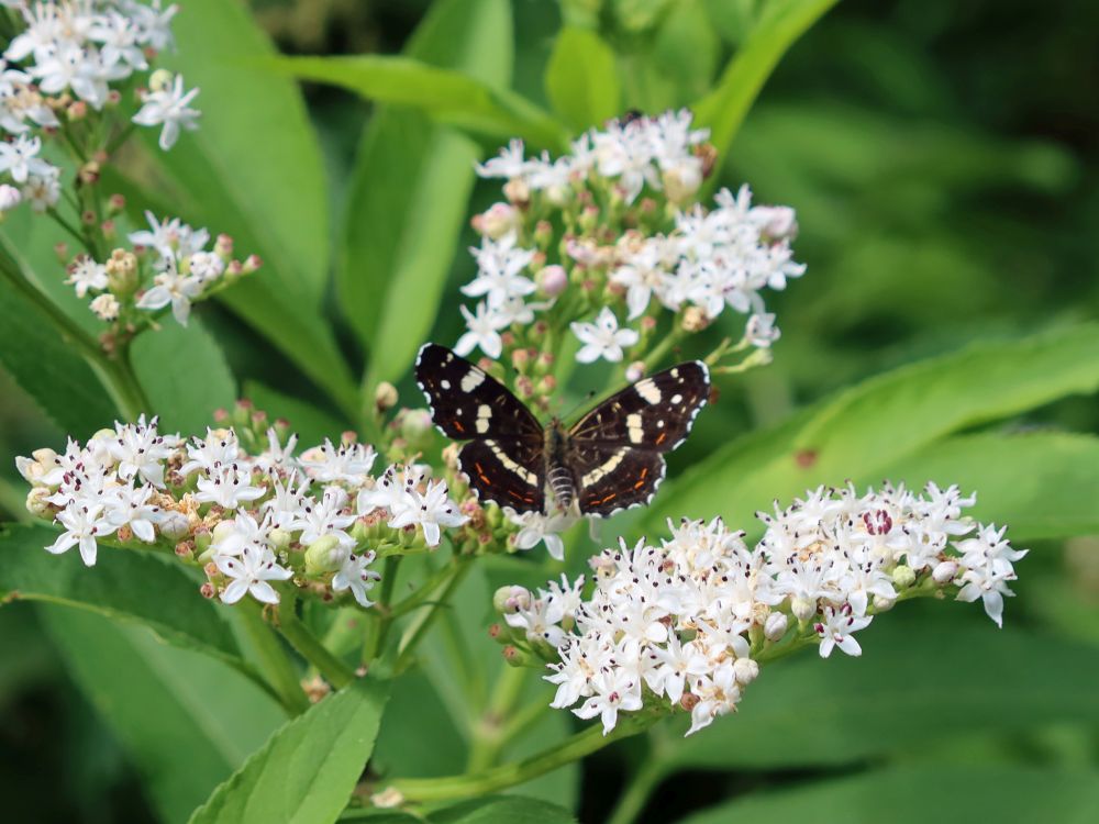 Schmetterling Landkärtchen