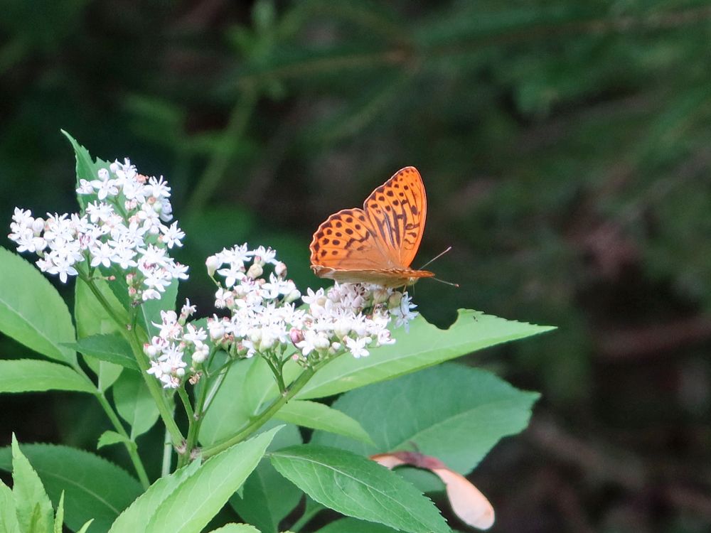 Schmetterling Perlmuttfalter