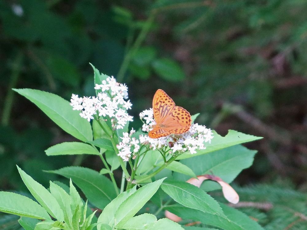 Schmetterling Perlmuttfalter