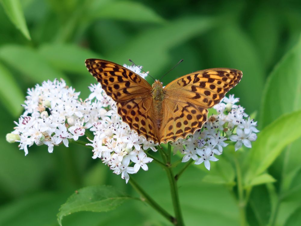 Schmetterling Perlmuttfalter