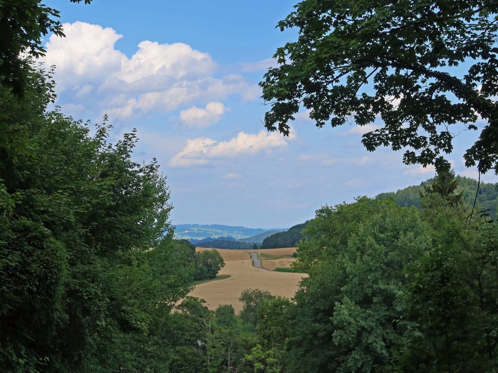 Blick durch eine Baumlücke