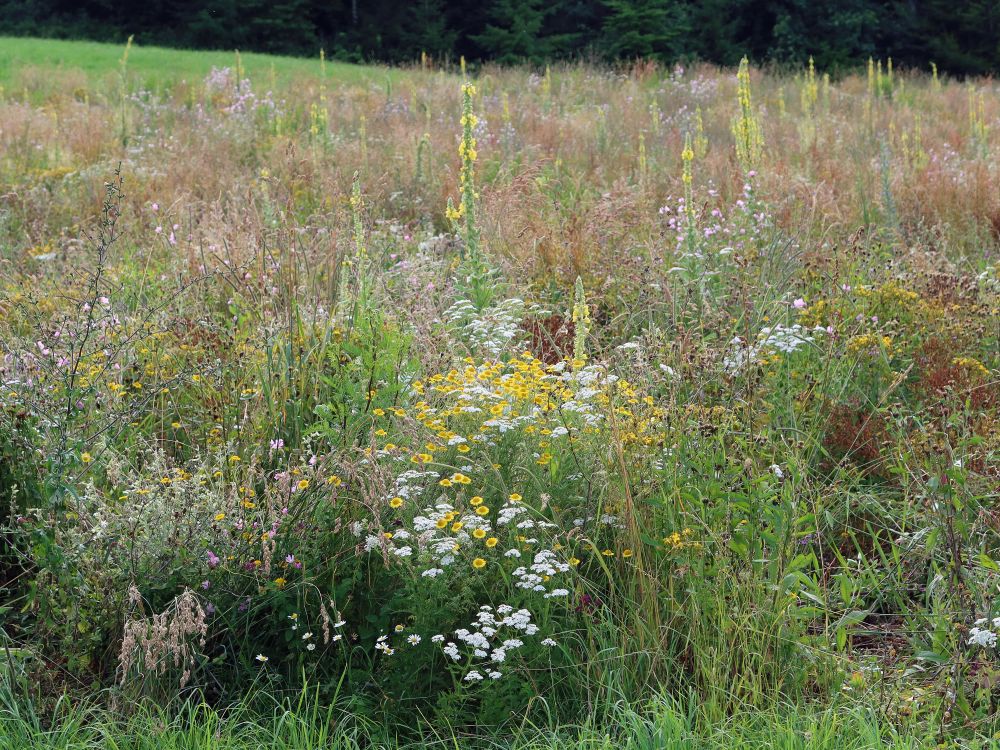 bunte Blumenwiese