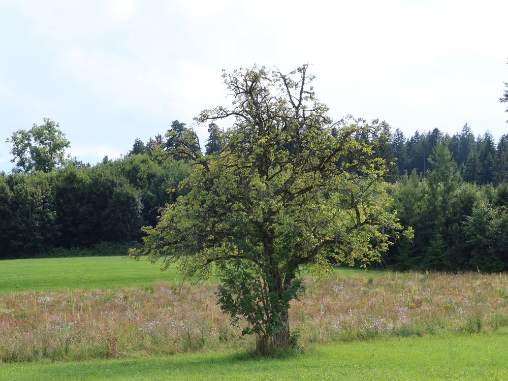 Baum vor der Blumenwiese