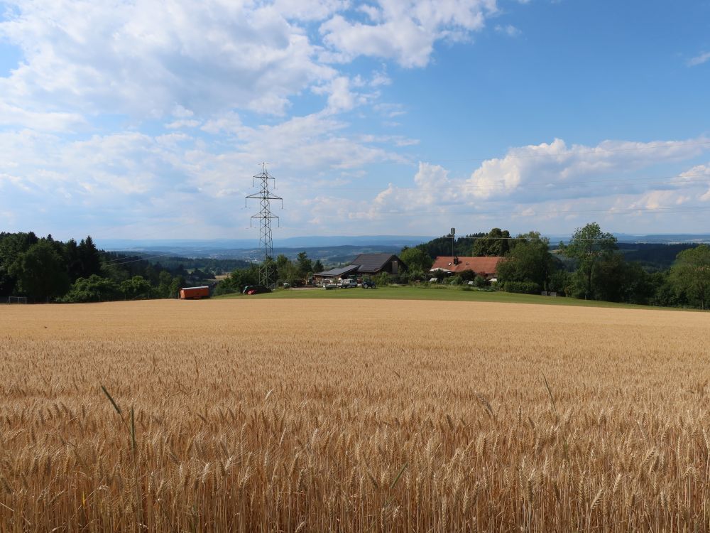 Getreidefeld