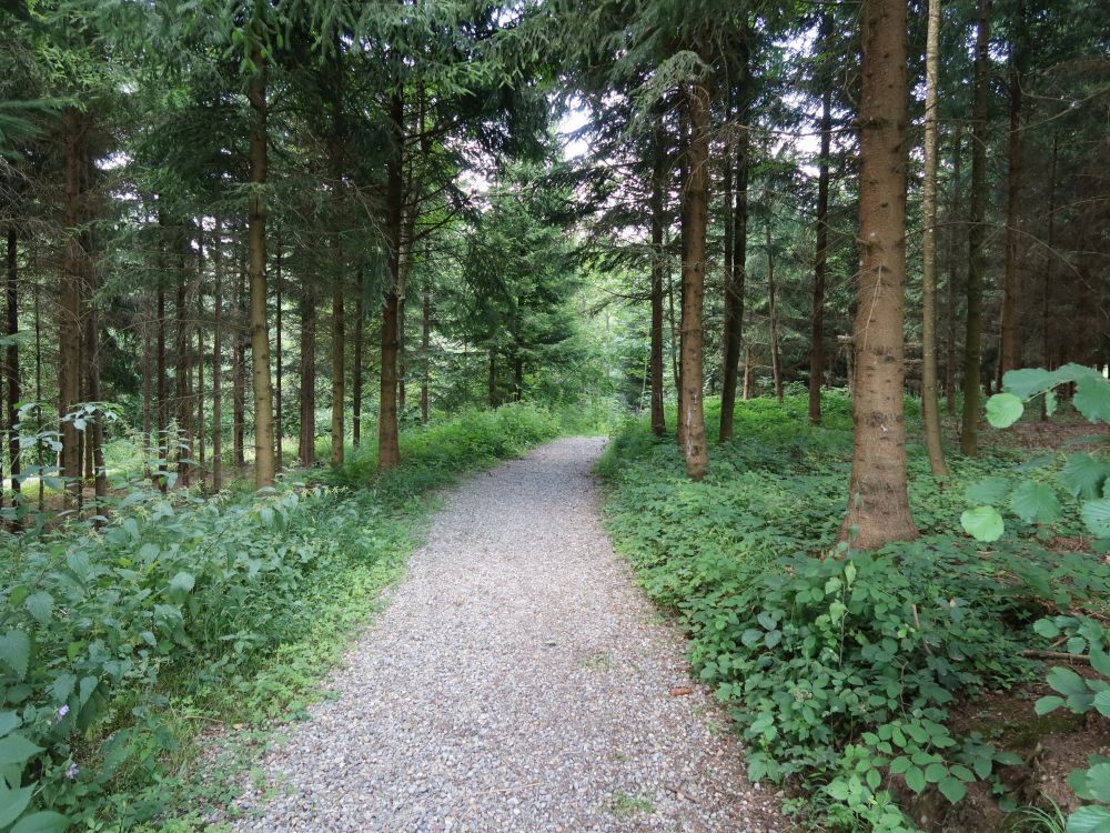 Waldweg