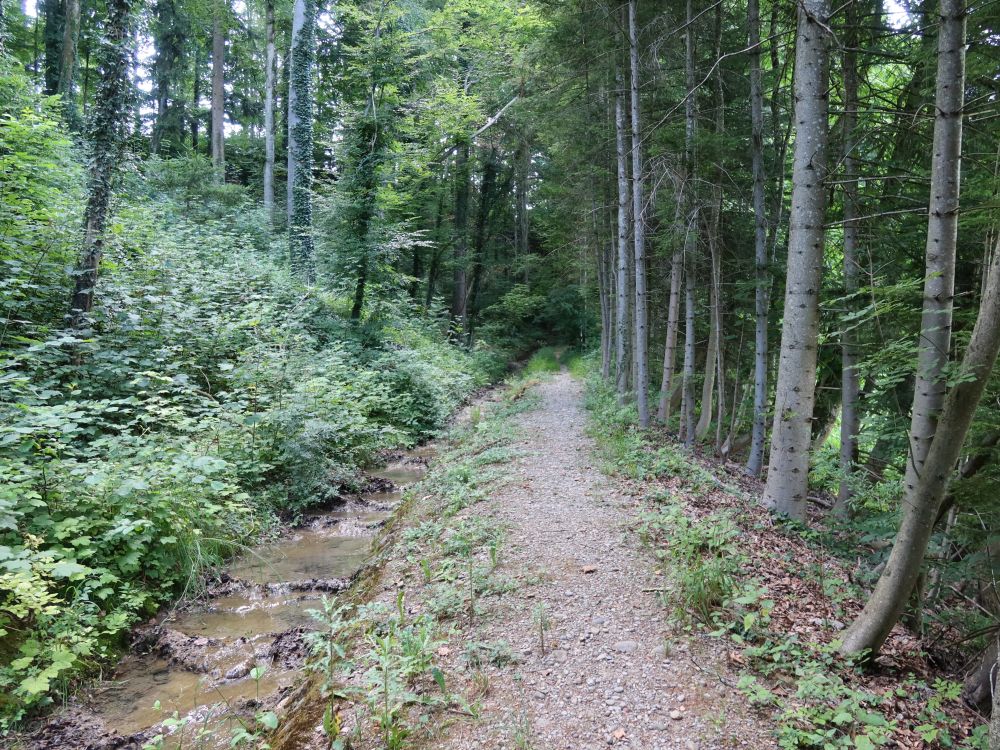 Pfad an Waltensteiner Eulach