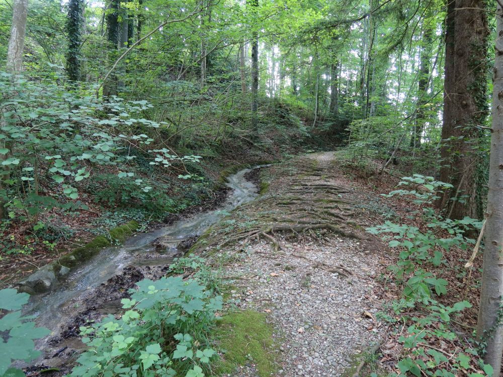 Pfad an Waltensteiner Eulach