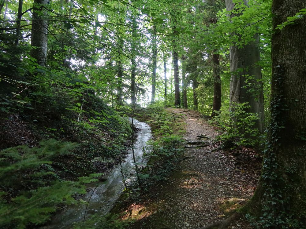 Pfad an Waltensteiner Eulach