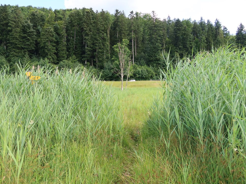 Pfad durchs Schilf